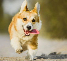 Jakie zwierzę w tobie siedzi? Numerologia wskazuje twoje zwierzęce wcielenie