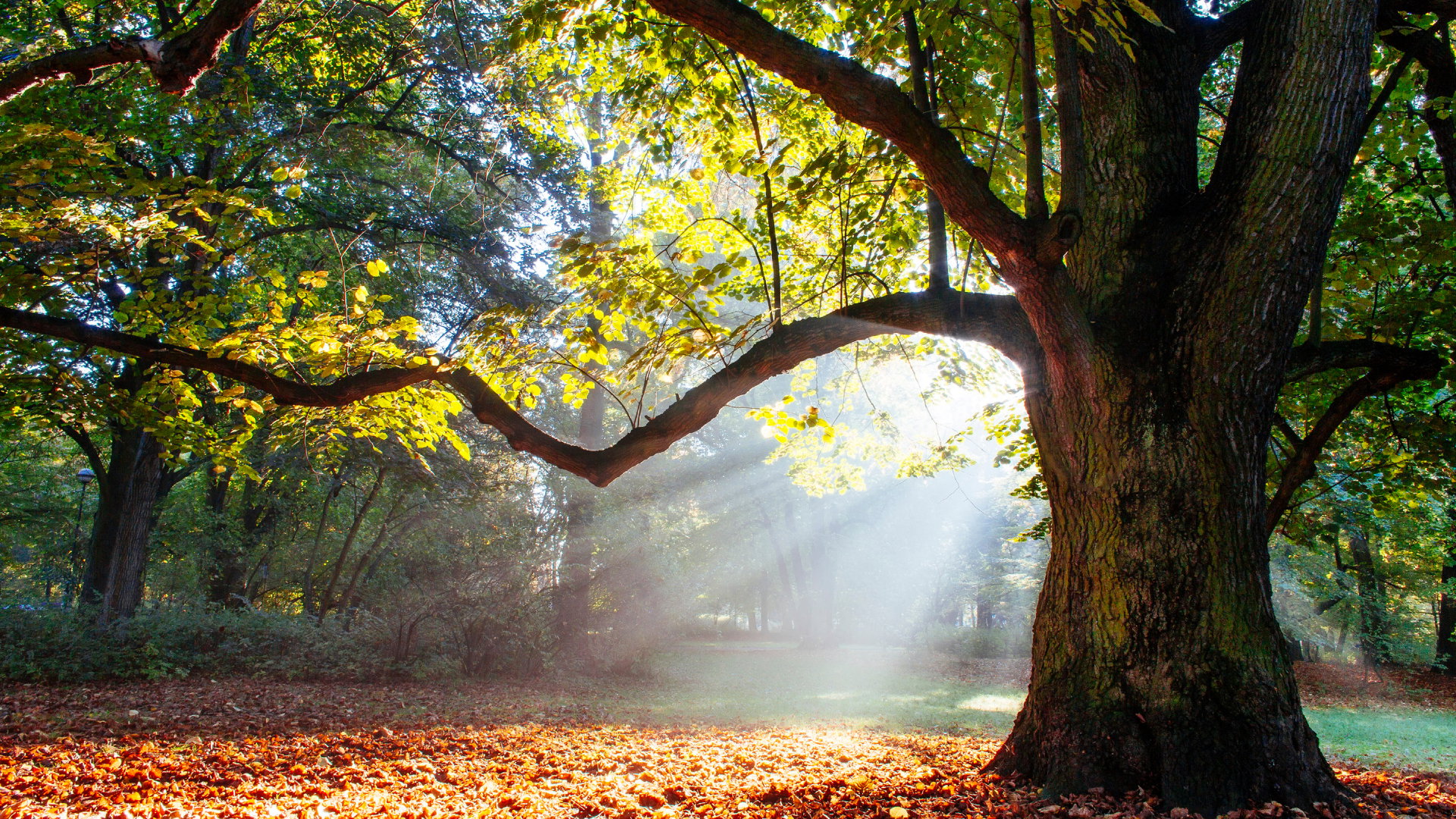 Dąb to święte drzewo. Uważaj, może ci zaszkodzić, jeśli popełnisz ten 1 błąd