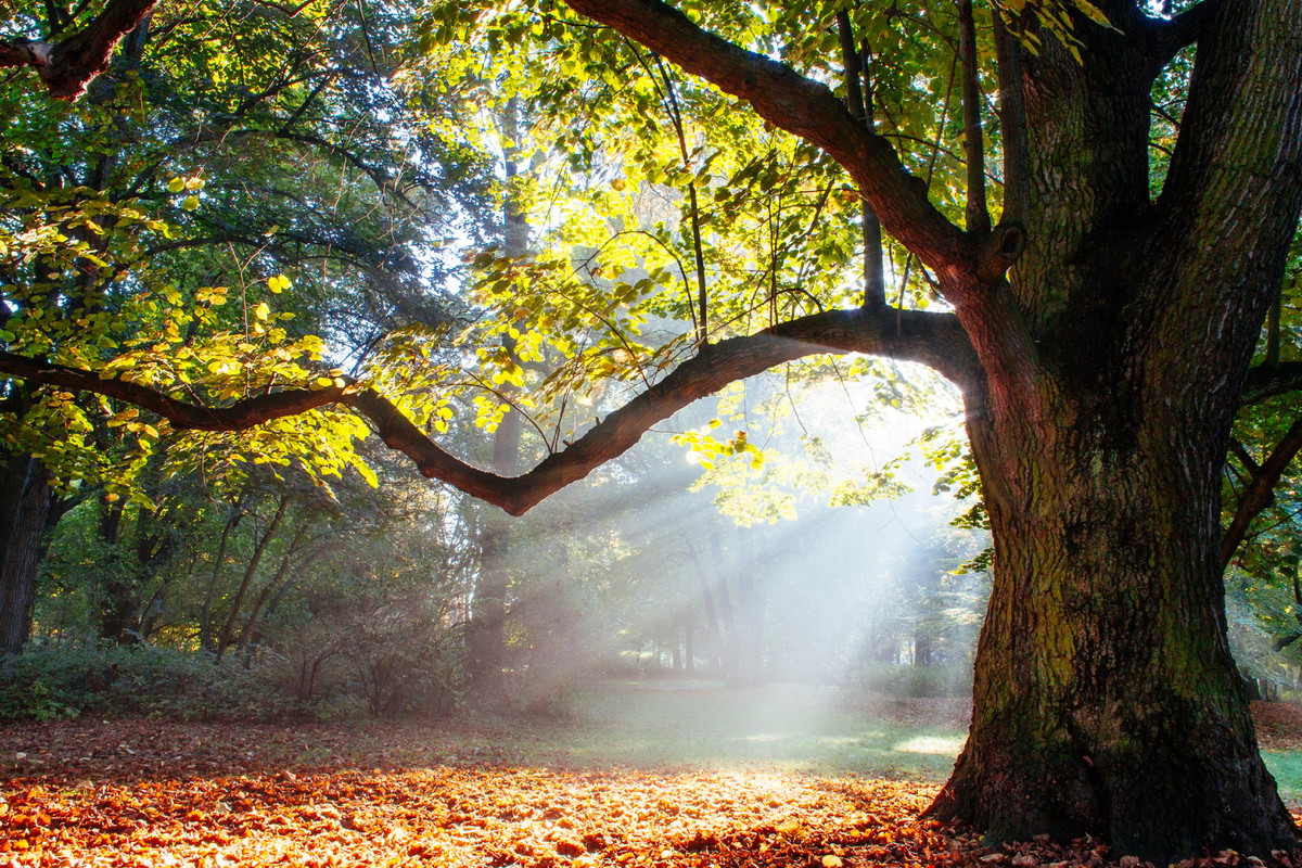 Dąb to święte drzewo. Uważaj, może ci zaszkodzić, jeśli popełnisz ten 1 błąd