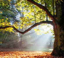 Dąb to święte drzewo. Uważaj, może ci zaszkodzić, jeśli popełnisz ten 1 błąd