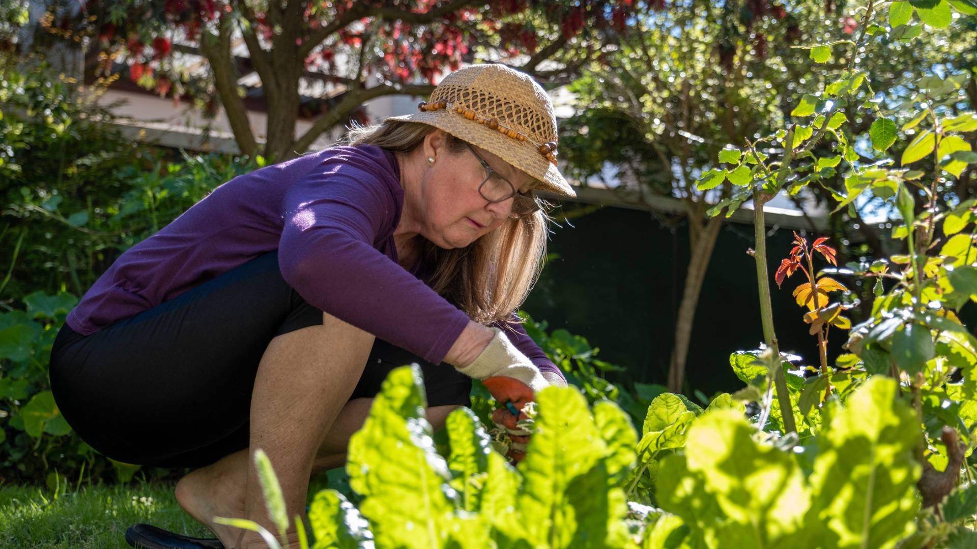 Pięciornik gęsi przyciąga pieniądze jak magnes. Pod żadnym pozorem go nie wyrywaj