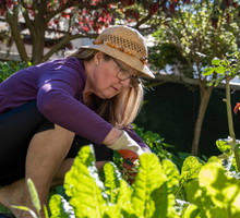 Pięciornik gęsi przyciąga pieniądze jak magnes. Pod żadnym pozorem go nie wyrywaj