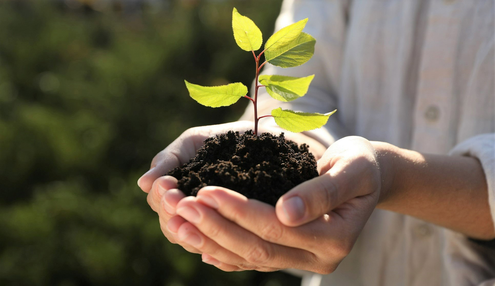 Wsadź te pestki do ziemi, a przyciągniesz nową miłość. Uważaj tylko na 1 szczegół