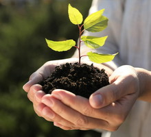 Wsadź te pestki do ziemi, a przyciągniesz nową miłość. Uważaj tylko na 1 szczegół