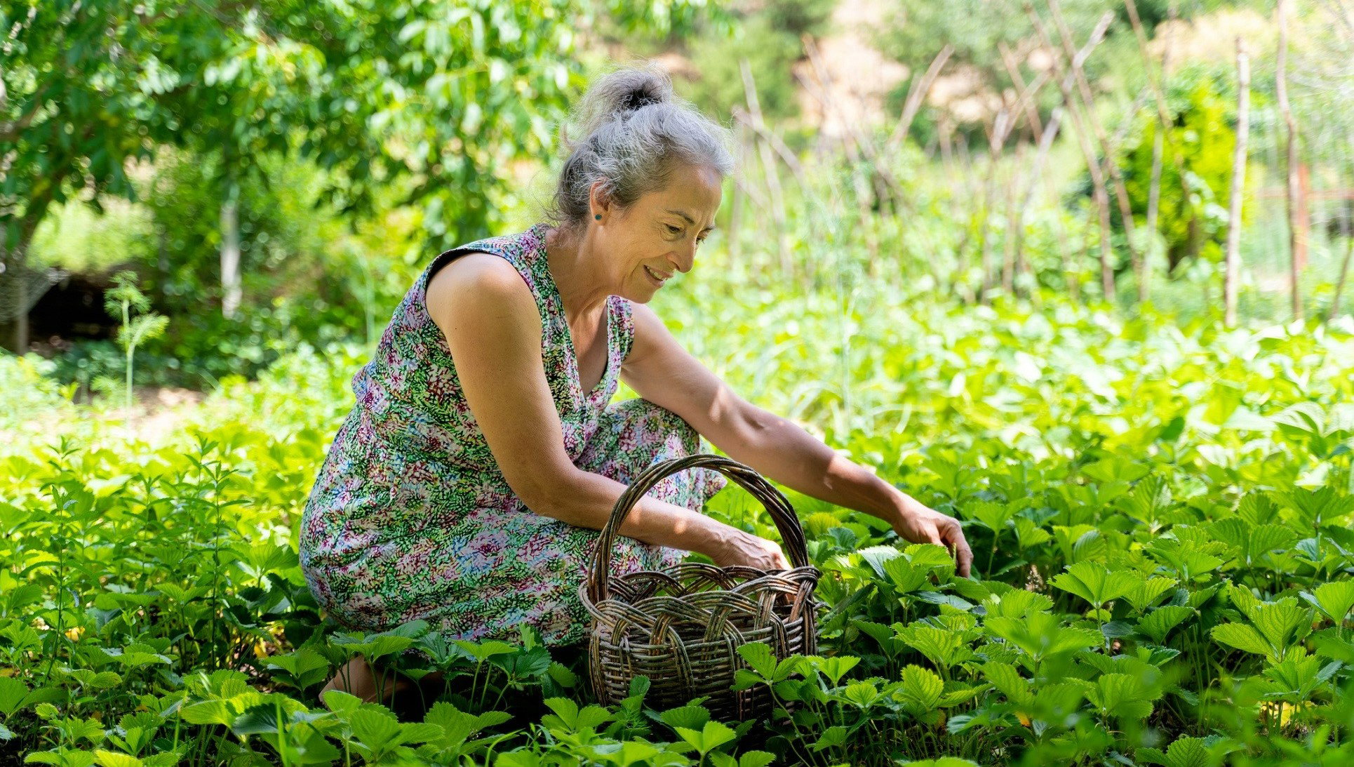 Przesąd na 11 lipca ten chwast przyniesie ci wielkie szczęście. Koniecznie go zdobądź