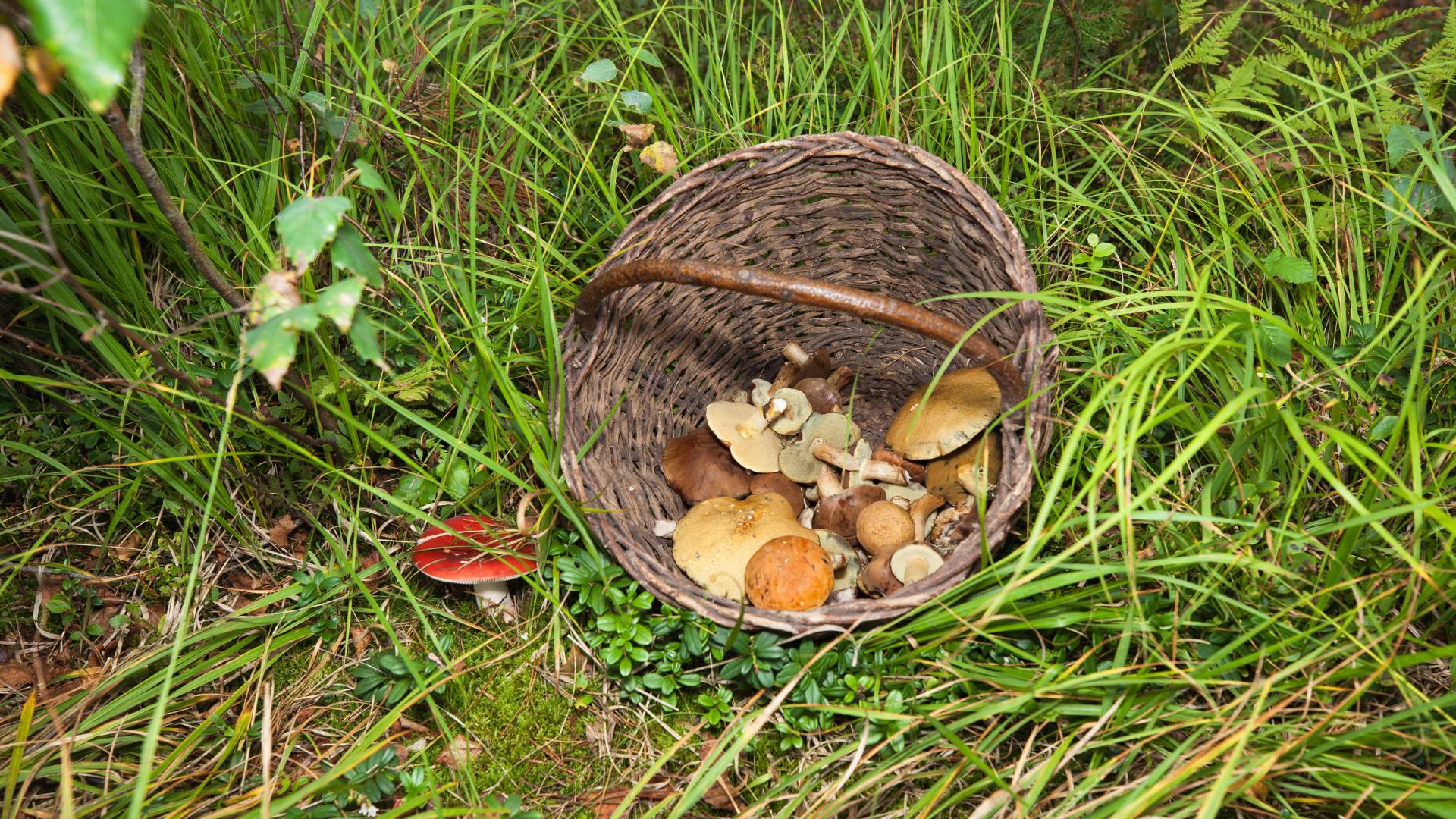 Okratek australijski przyciąga pecha. Gdy zobaczysz w lesie , miej się na baczności