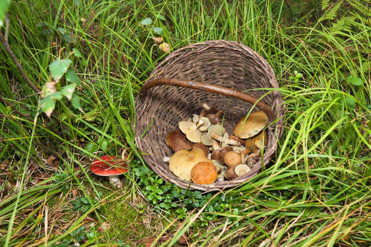 Okratek australijski przyciąga pecha. Gdy zobaczysz w lesie , miej się na baczności