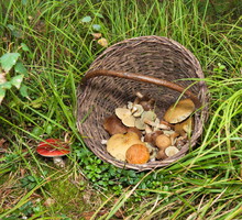 Okratek australijski przyciąga pecha. Gdy zobaczysz w lesie , miej się na baczności