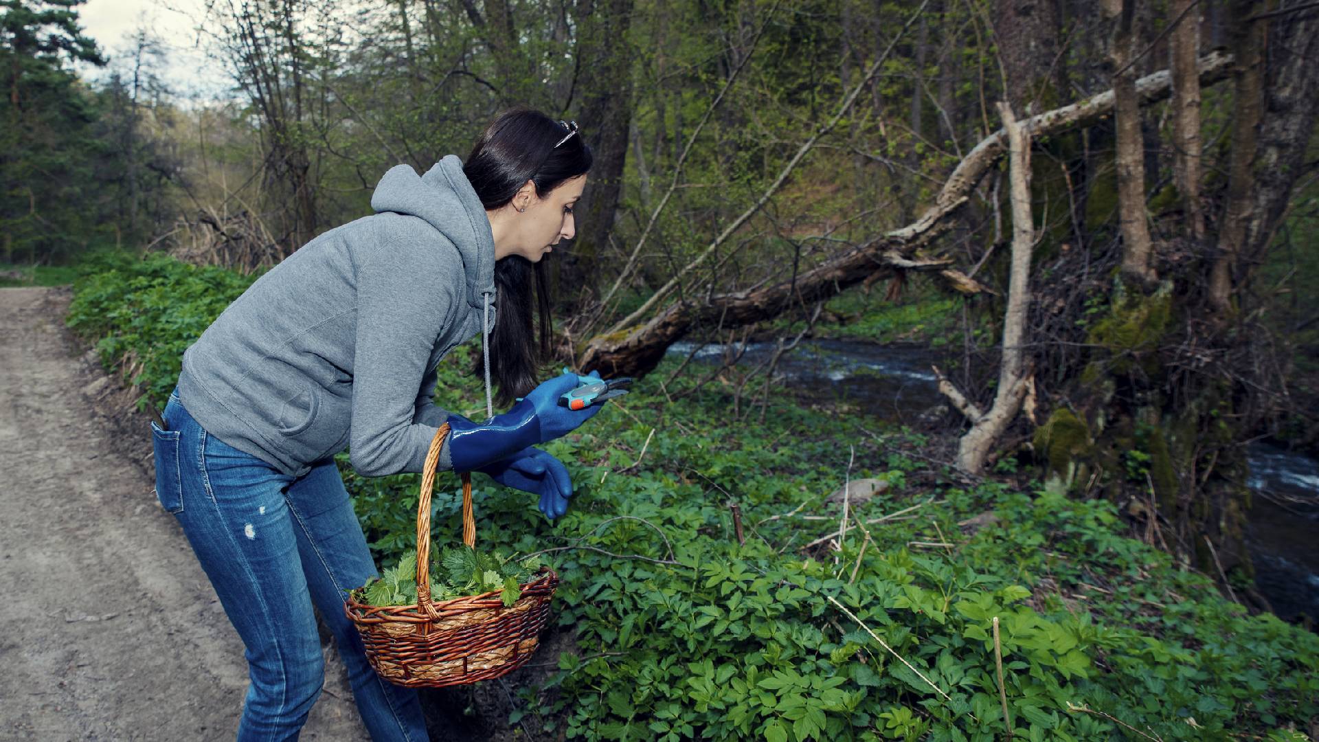 Przesąd na 10 lipca na pieniądze. Znajdź tę roślinę, a Fortuna będzie ci sprzyjać