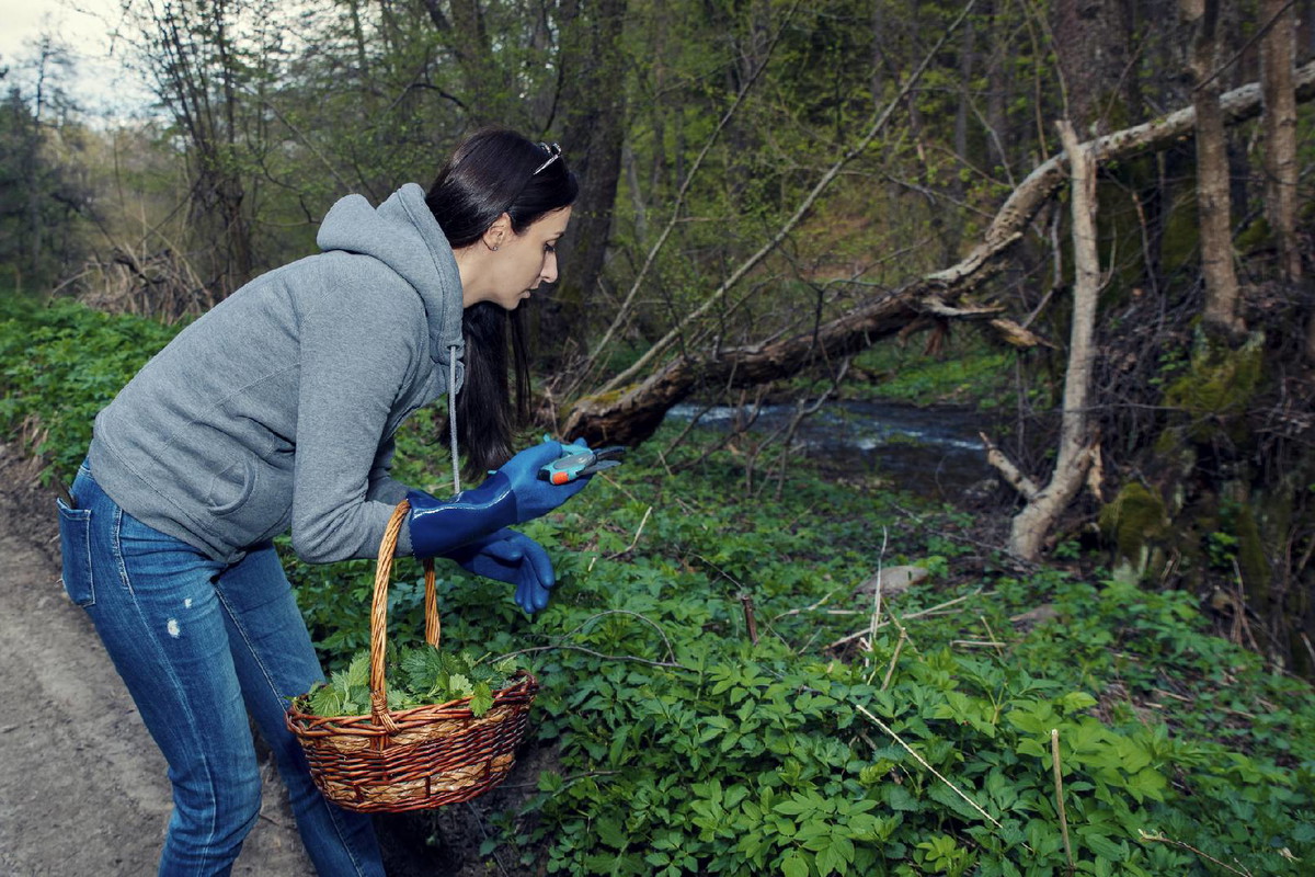 Przesąd na 10 lipca na pieniądze. Znajdź tę roślinę, a Fortuna będzie ci sprzyjać