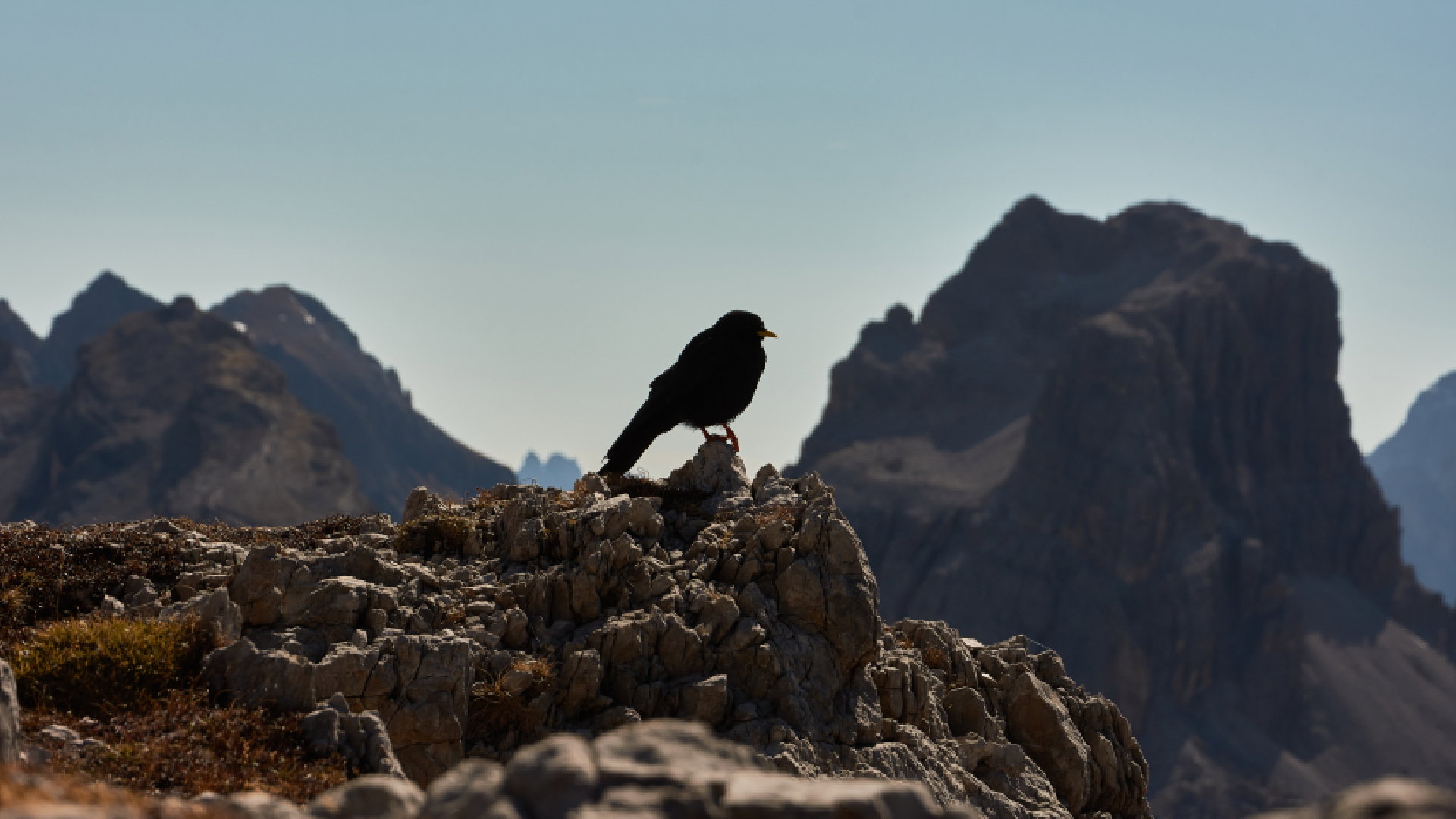 Co oznacza kruk na dachu, na oknie, na balkonie? Jego symbolika jest bogata