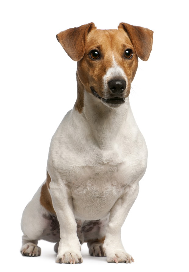 Jack Russell Terrier