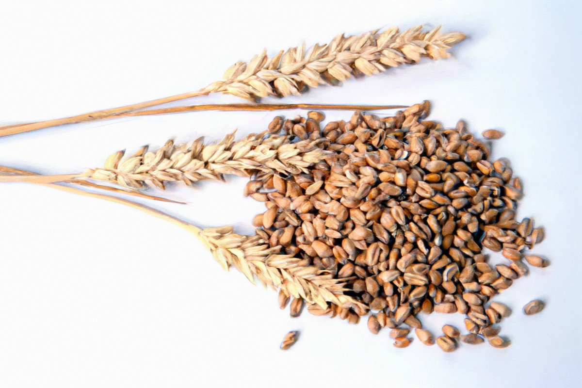 28_wielka_glutenowa_normalny