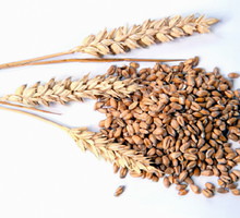 28_wielka_glutenowa_normalny