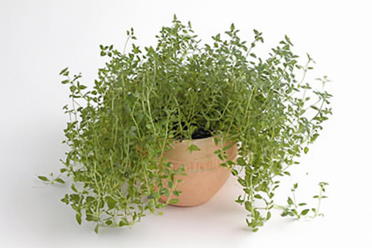 Zdrowie_z_dolniczki_normalny