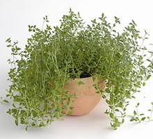 Zdrowie_z_dolniczki_normalny