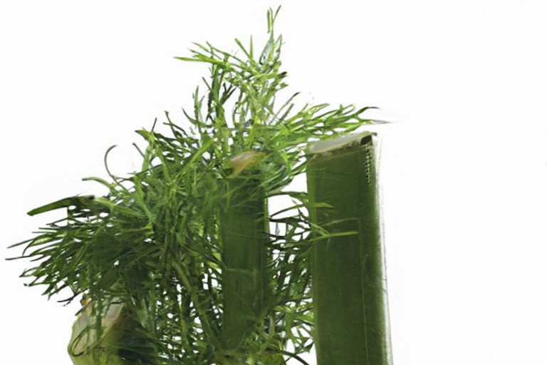 zdrowe_korzeniowe_normalny