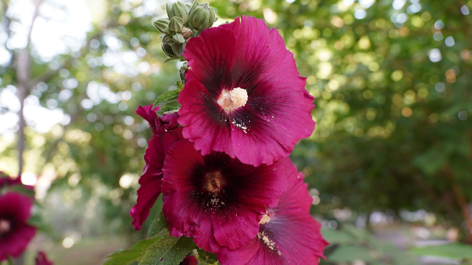 Przesąd z malwami na 9 sierpnia