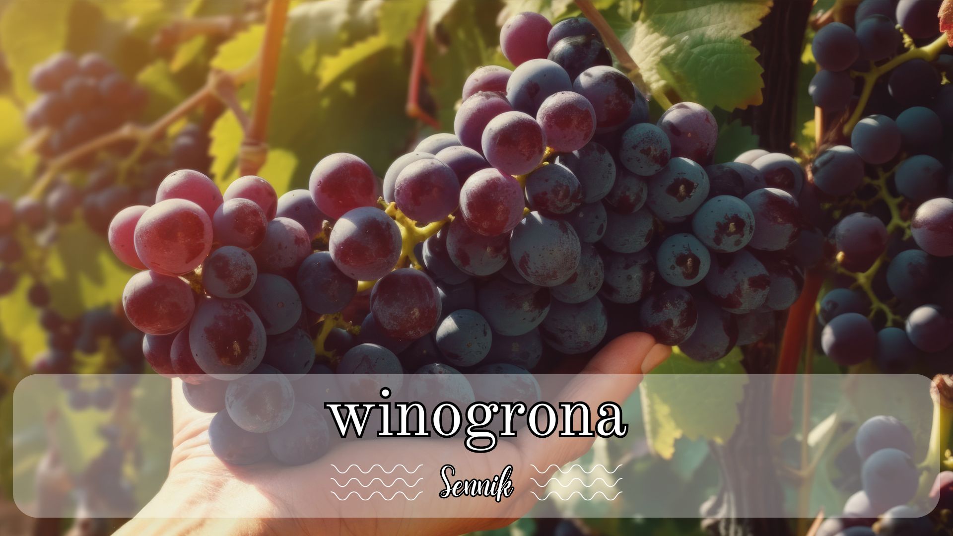 Sennik winogrona