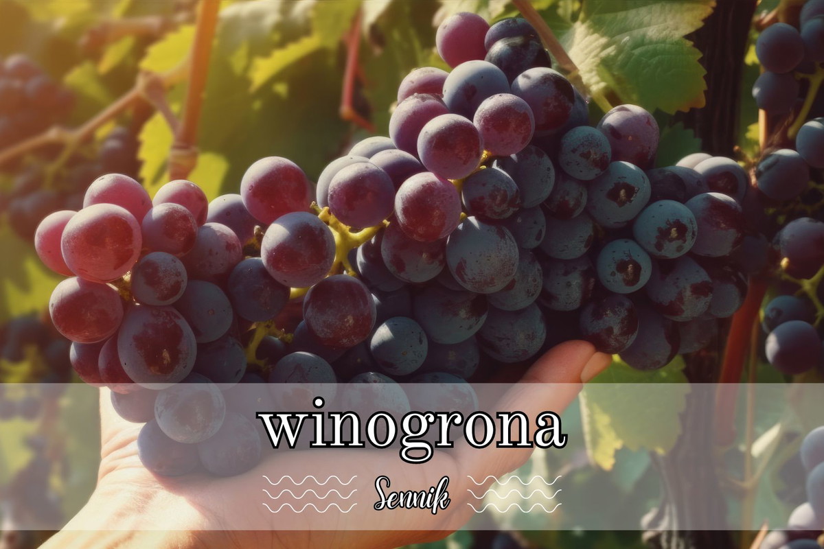 Sennik winogrona