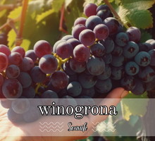 Sennik winogrona