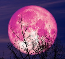 Truskawkowy Księżyc na niebie 22 czerwca 2024