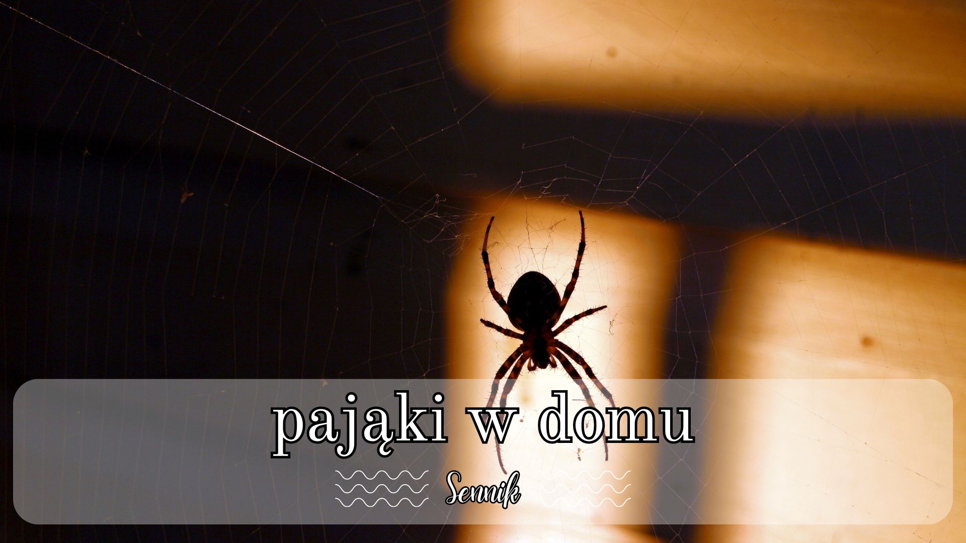 Sennik pająki w domu