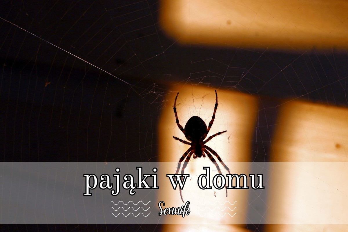 Sennik pająki w domu