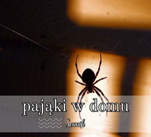 Sennik pająki w domu