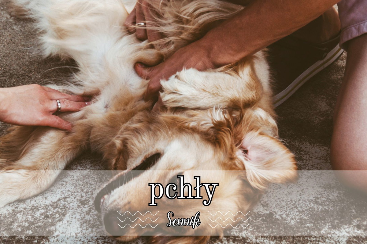 Sennik pchły