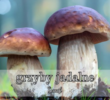 Sen o grzybach jadalnych