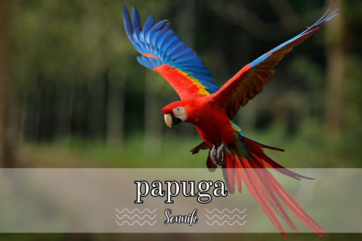 sennik papuga