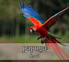 sennik papuga