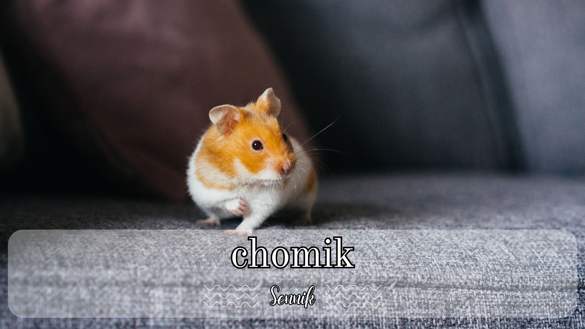 Sennik chomik