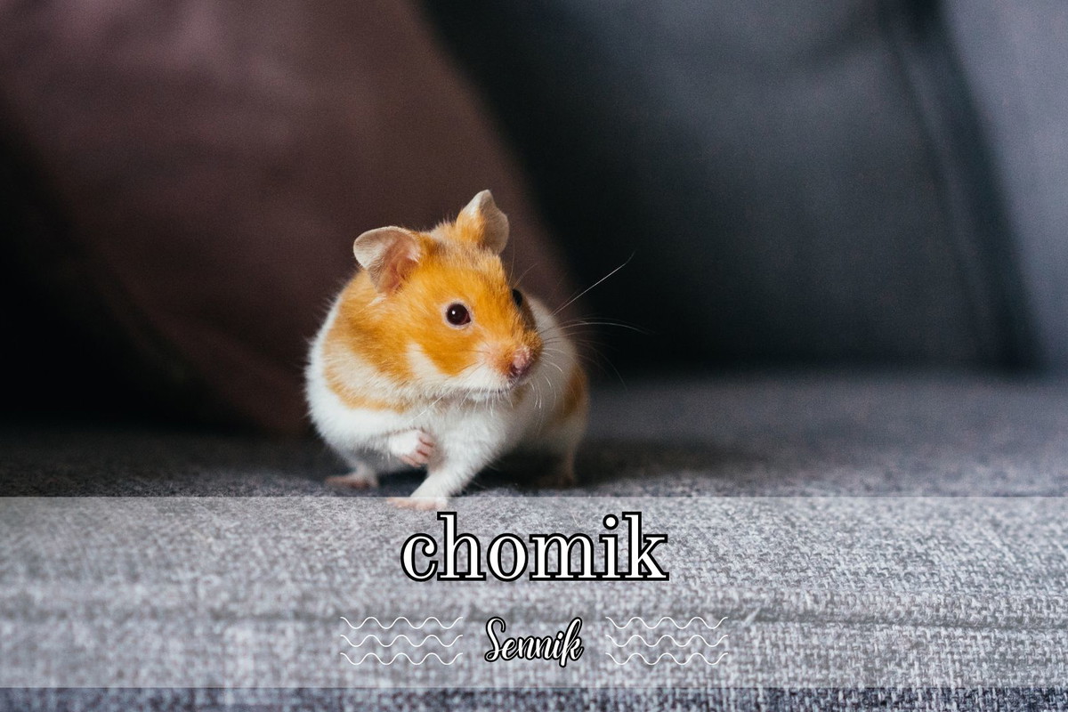 Sennik chomik