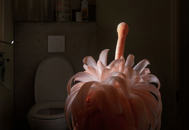 World Press Photo 2019 nominacje: przyroda (fotoreportaż)