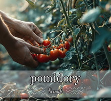 Sennik pomidory