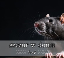 Sennik szczur w domu