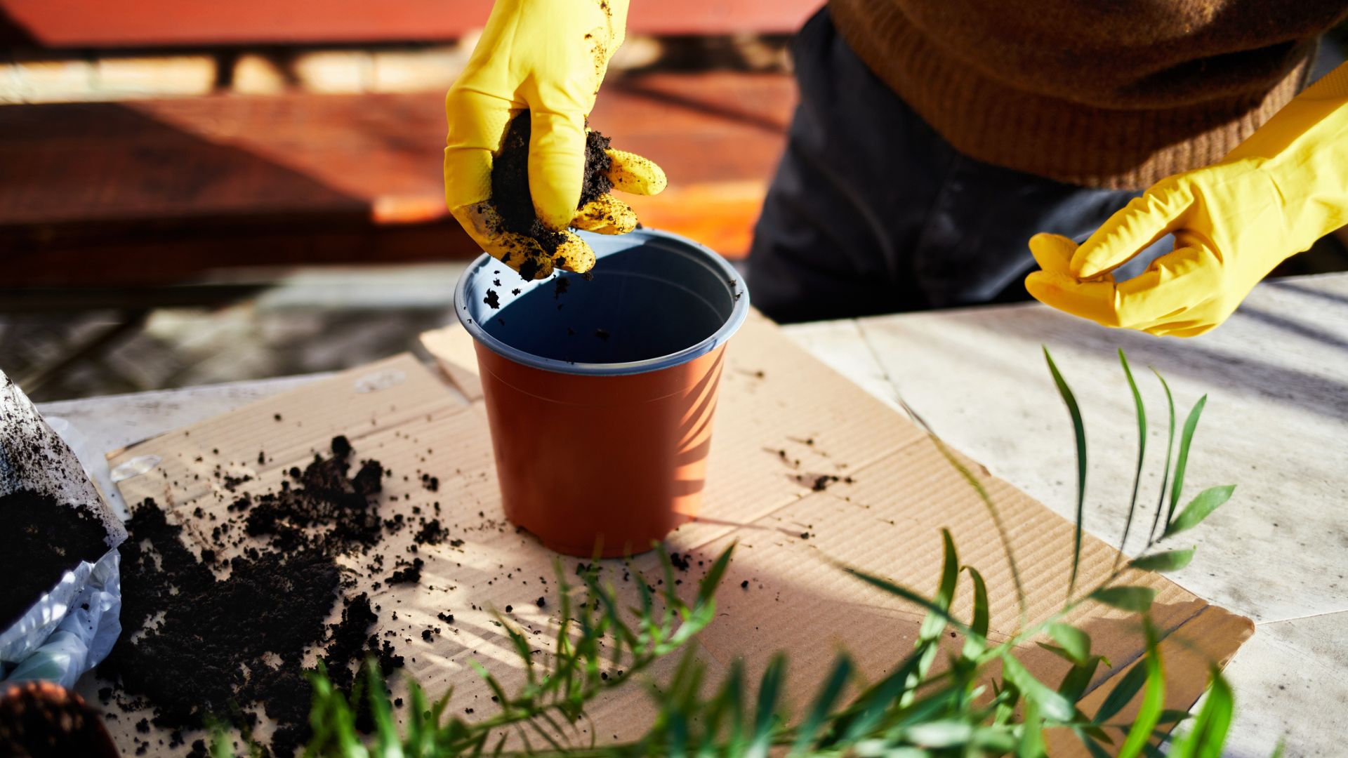 zasiej to w doniczce