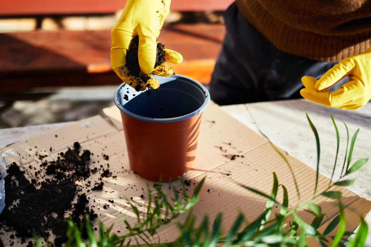 zasiej to w doniczce