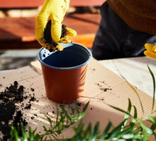 zasiej to w doniczce