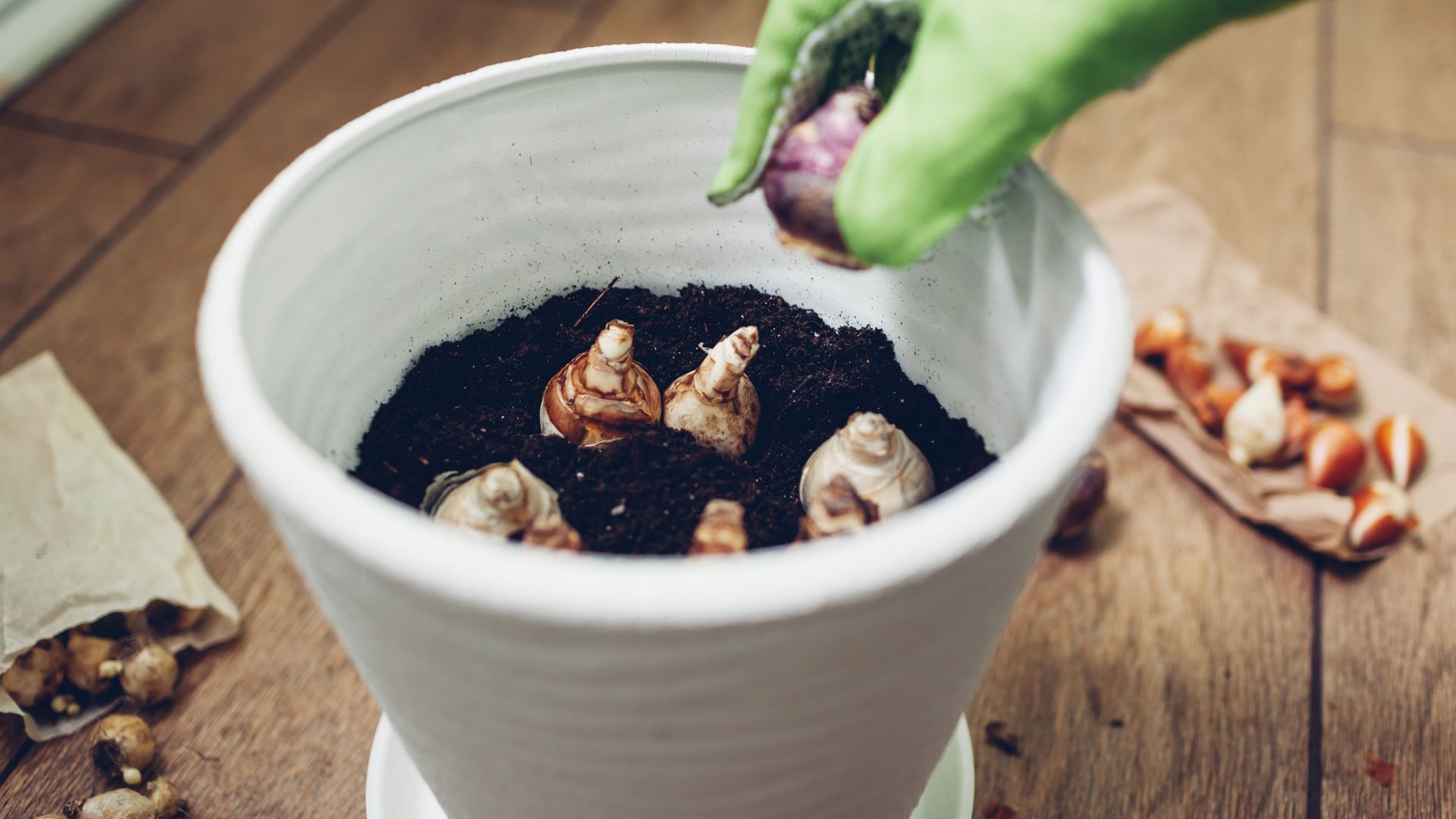 kwiat wzmacnia dobrą aurę