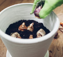 kwiat wzmacnia dobrą aurę