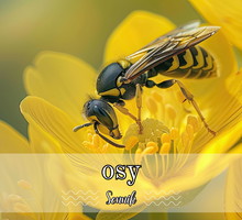 Sennik osy