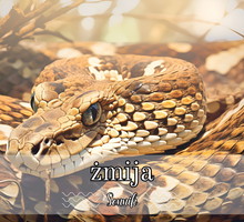 Sennik żmija