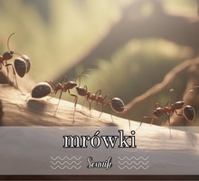 Sennik mrówki