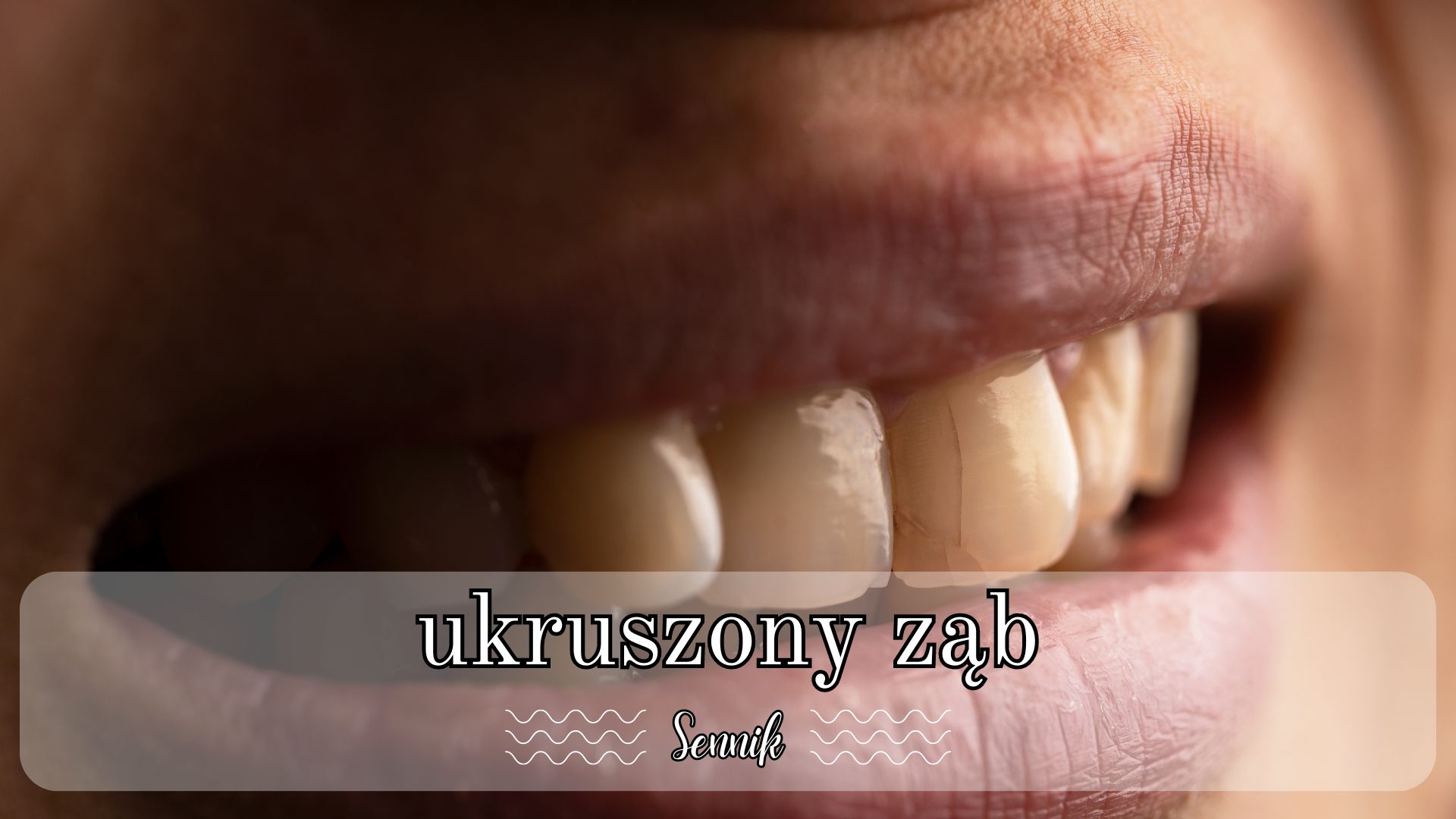 Sennik ukruszony ząb u siebie