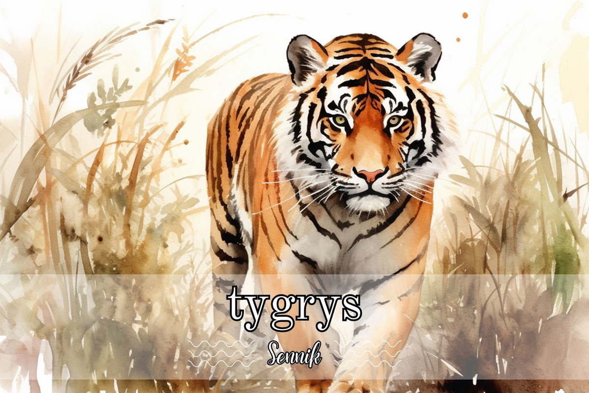 Sennik tygrys