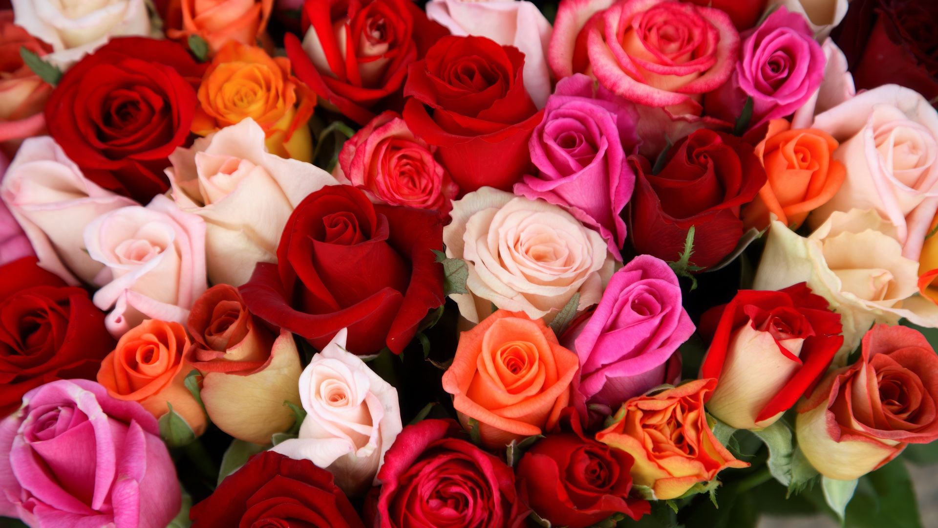 jaki kolor róży oznacza zdradę