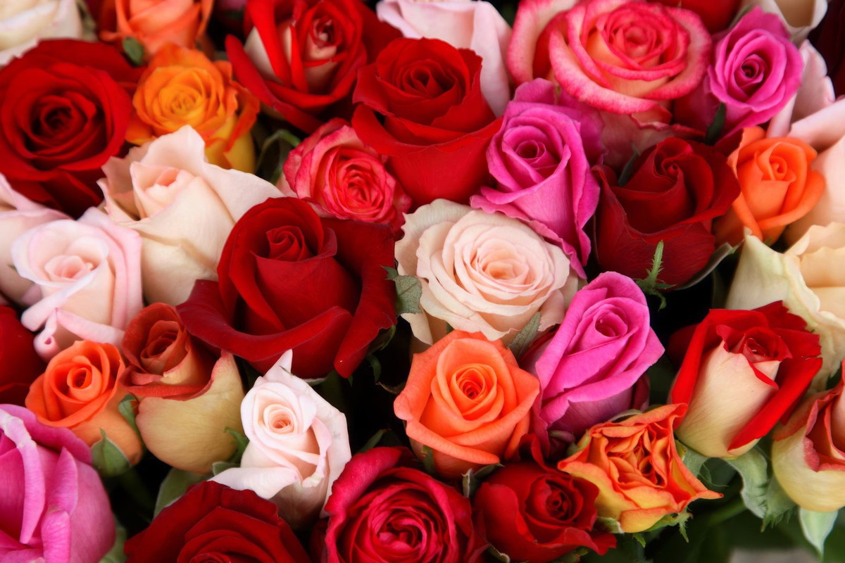 jaki kolor róży oznacza zdradę